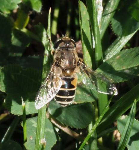 Réf. 240 034 : Eristalis sp.